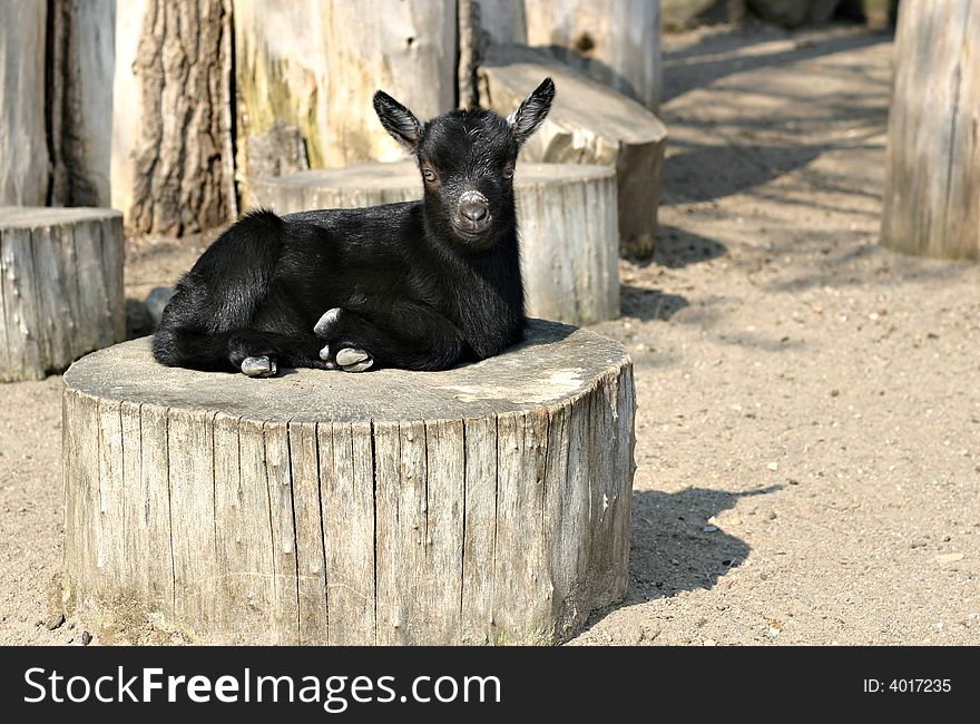 Little black goat in a zoo