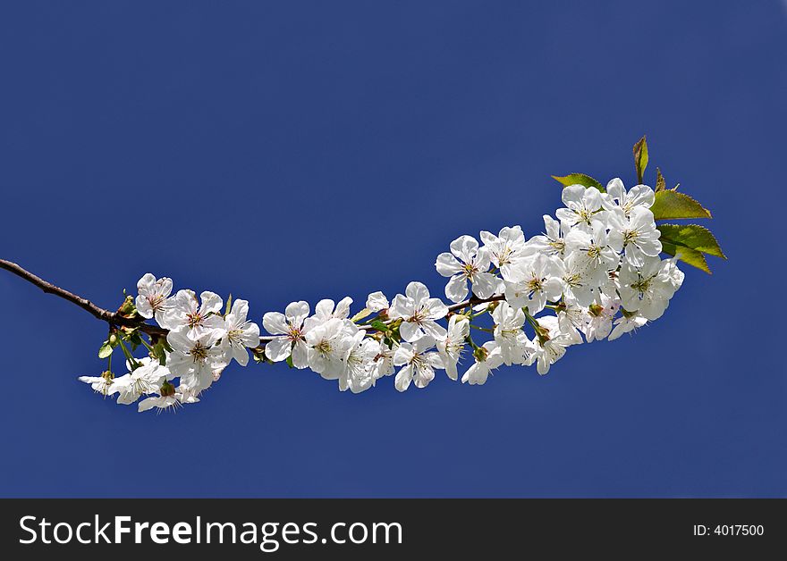 Cherry blossoms against blue sky with copy space