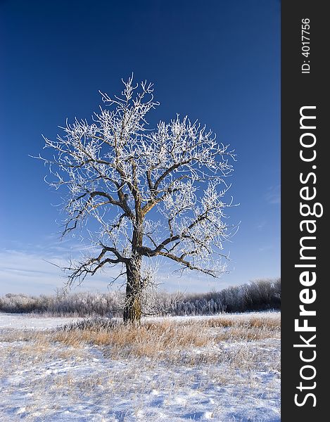 A tree covered in Hoarfrost