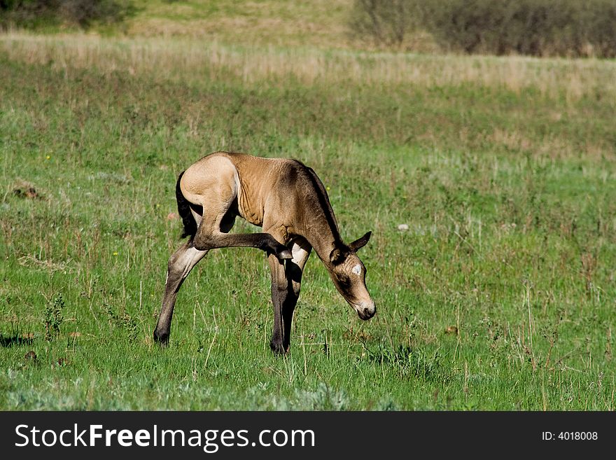 Buckskin quarter horse foal in green pasture. Buckskin quarter horse foal in green pasture