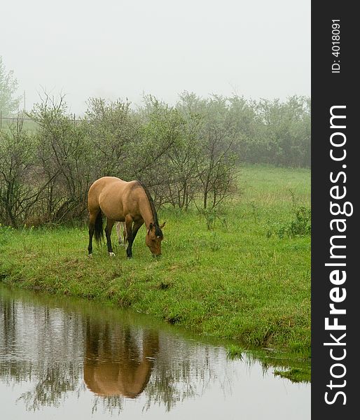 Mare And Foal In Fog