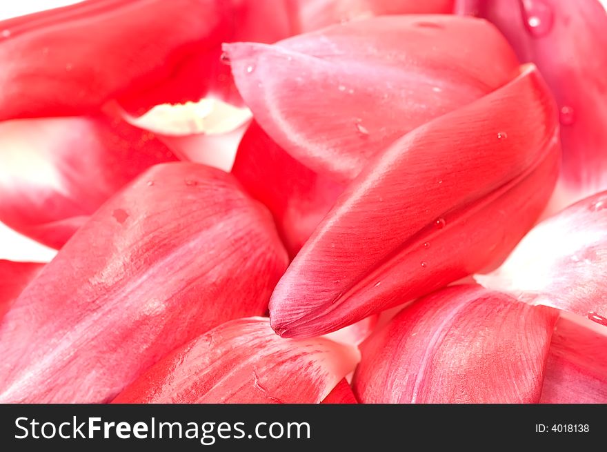 Close up on tulip petals