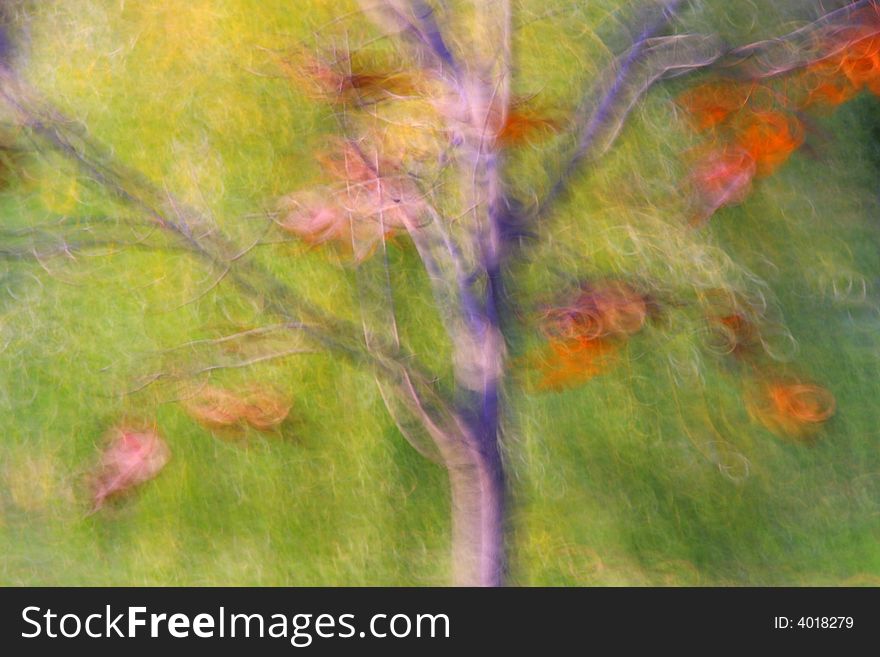 Camera motion on a tree with a few leaves left to fall. Camera motion on a tree with a few leaves left to fall