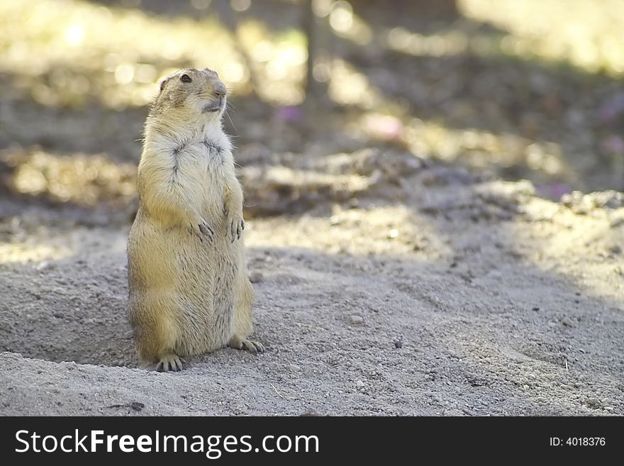 Prairie dog standing and looking