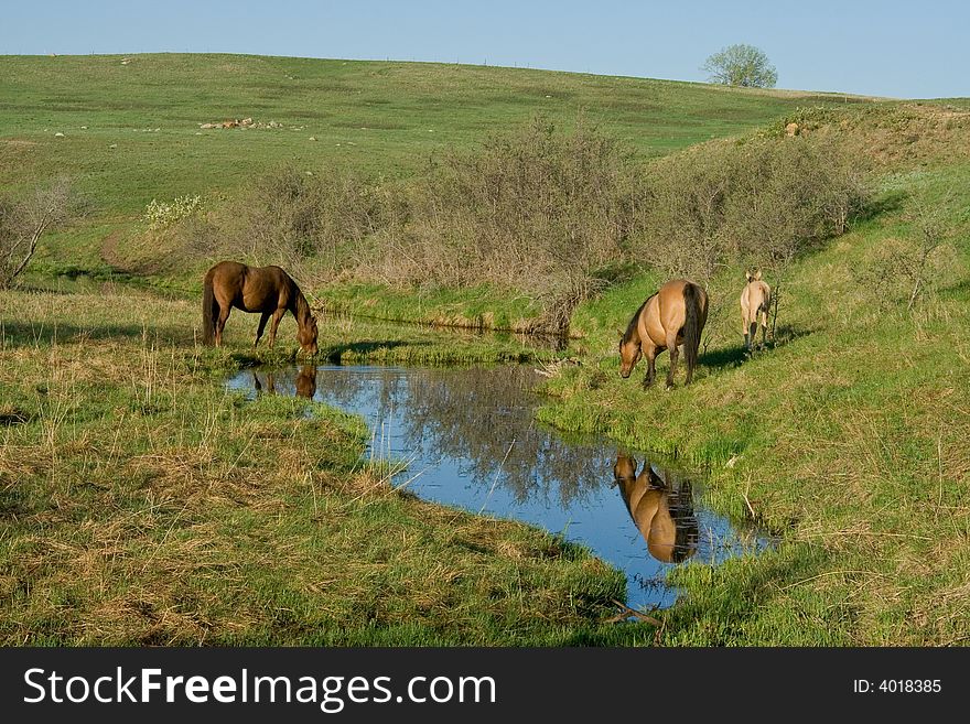 Quarter horse mares and foal grazing by a creek with a water reflection of one mare. Credit line: Becky Hermanson. Quarter horse mares and foal grazing by a creek with a water reflection of one mare. Credit line: Becky Hermanson