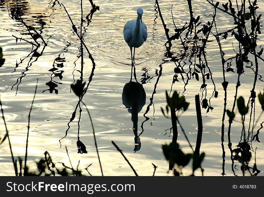Early morning egret bird look for food