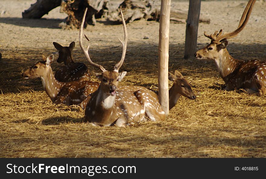 A group of spotted deer relaxing in warm sunshine.