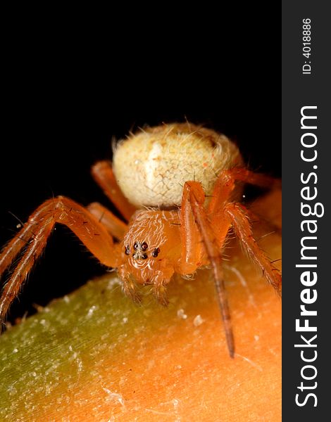 Tiny orange spider posing on a flower