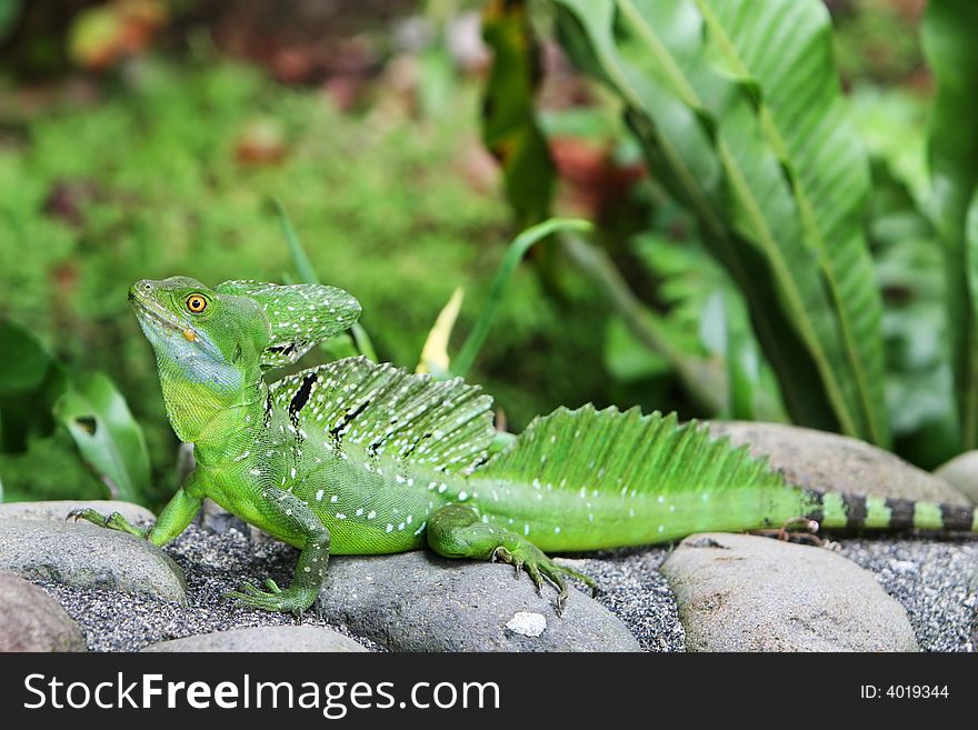 Emerald Double-crested Basilisk on a rock wall in Costa Rica. Emerald Double-crested Basilisk on a rock wall in Costa Rica