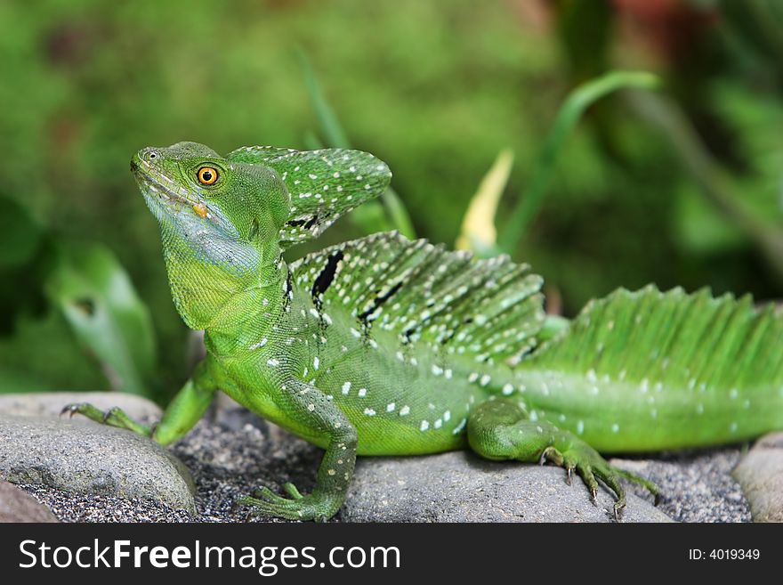 Emerald Double-crested Basilisk