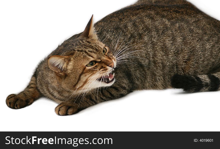 Hazardous cat with your mouth open. On a white background.