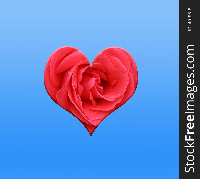 Valentine heart shape flower on graduated blue background. Valentine heart shape flower on graduated blue background