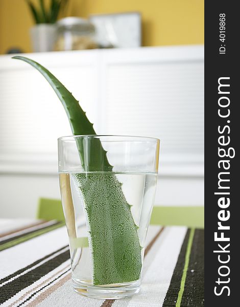 Green aloe and glass with water.