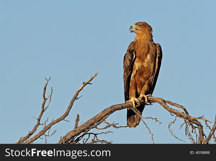 Tawny eagle (Aquila rapax) perched on a branch, Kalahari, South Africa