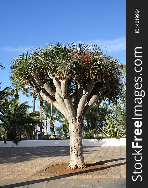 Yucca Tree