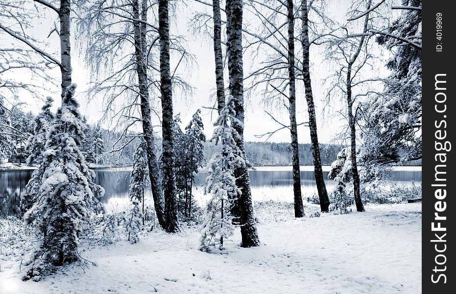 Winter Forest In Blue Tones