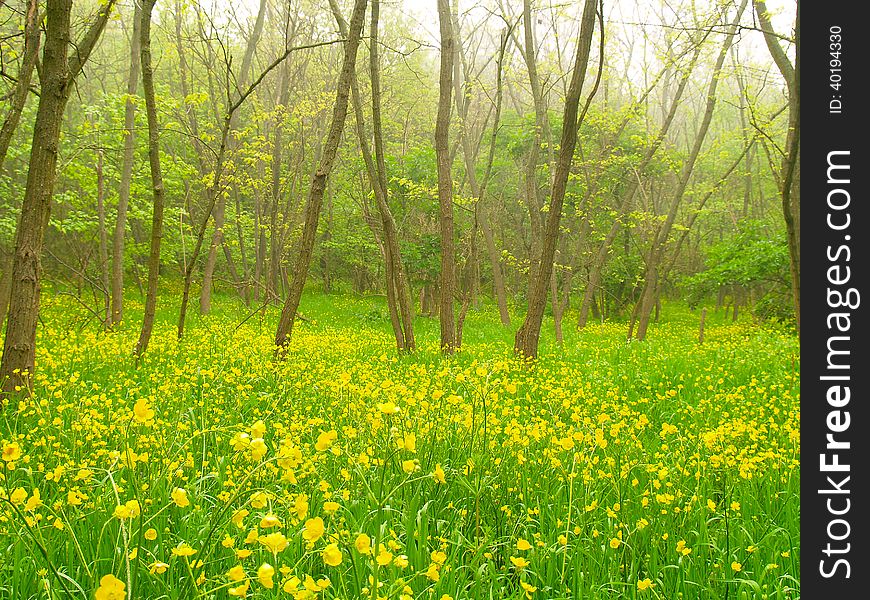 Meadow with flowers in the deciduous forest in the early spring. Meadow with flowers in the deciduous forest in the early spring