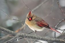 Female Cardinal Perched Royalty Free Stock Photography Female Cardinal Perched Royalty Free Stock Photography