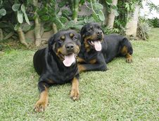 Rottweiler Stock Photography Rottweiler Stock Photography