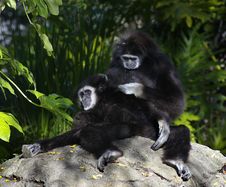 Gibbons Grooming Stock Images Gibbons Grooming Stock Images