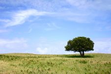 Lonely Tree Royalty Free Stock Photo