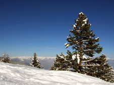 Winter Tree Royalty Free Stock Image Winter Tree Royalty Free Stock Image
