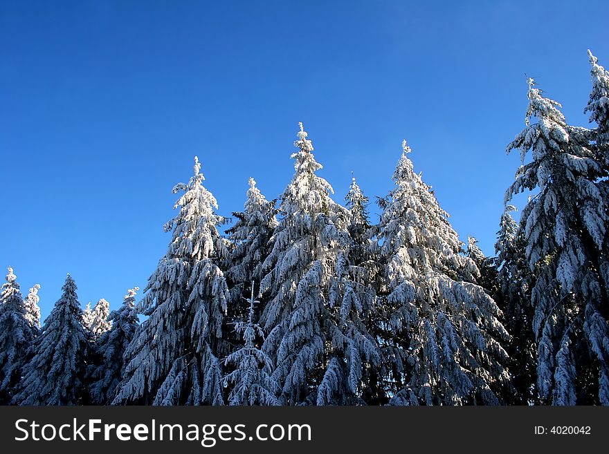 Winter trees on blue sky
