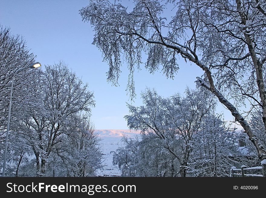 Beautiful winter in Akureyri Iceland, clear blue sky and trees heavy of snow. Beautiful winter in Akureyri Iceland, clear blue sky and trees heavy of snow