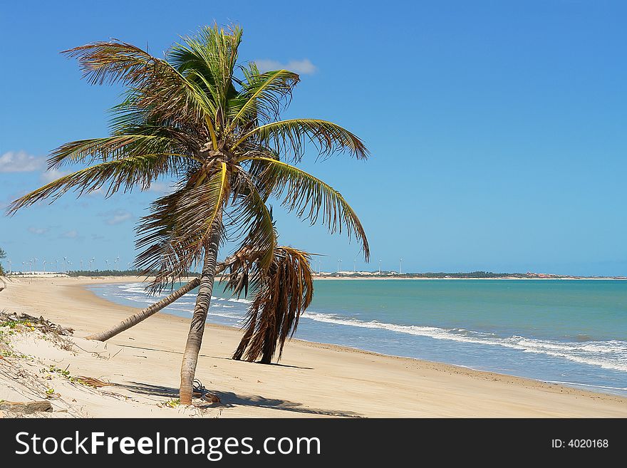 Palm trees in the beach. Palm trees in the beach