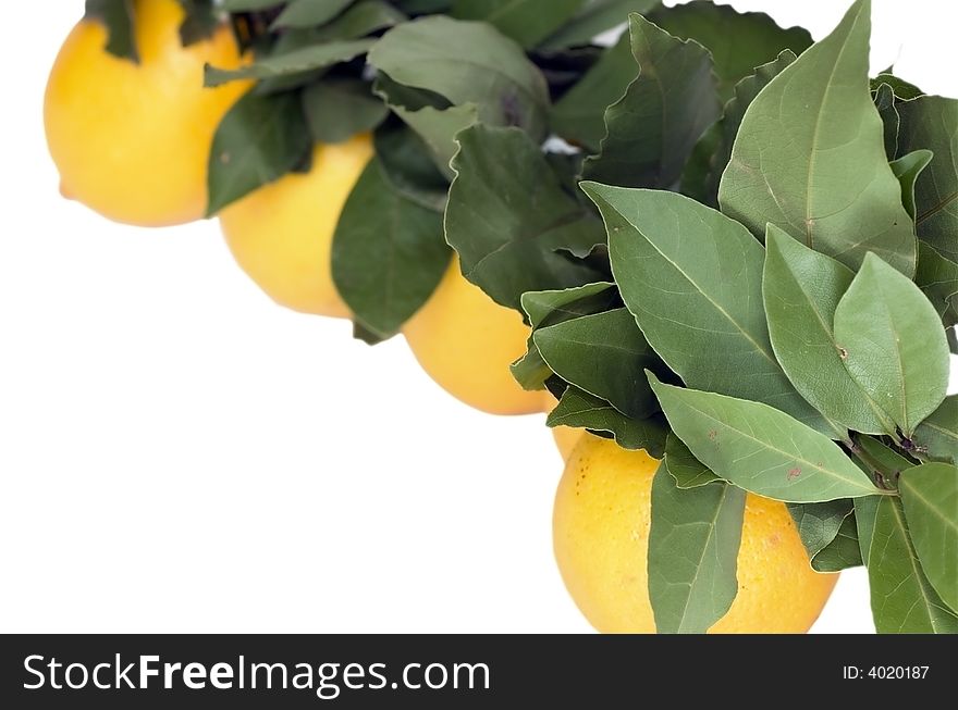 Yellow bright lemons in an environment of foliage on a white background