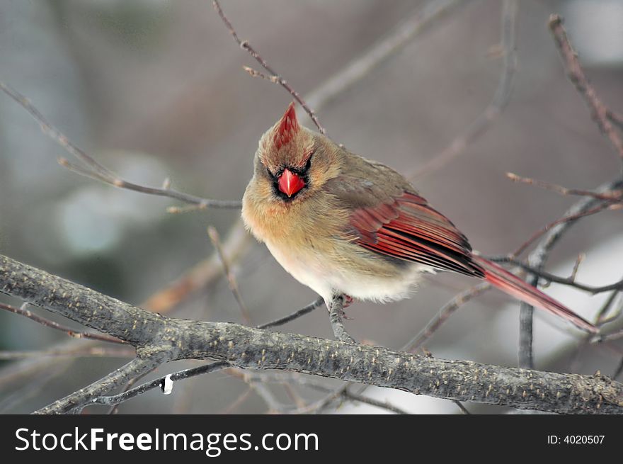 Female cardinal perched on a limb.