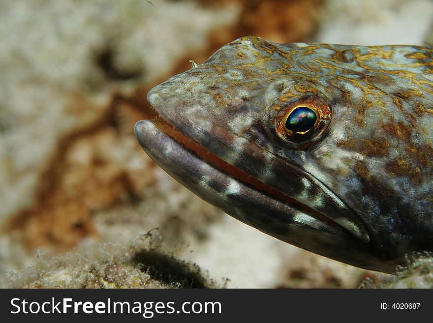 A close-up of a Lizardfish in the Caribbean Sea