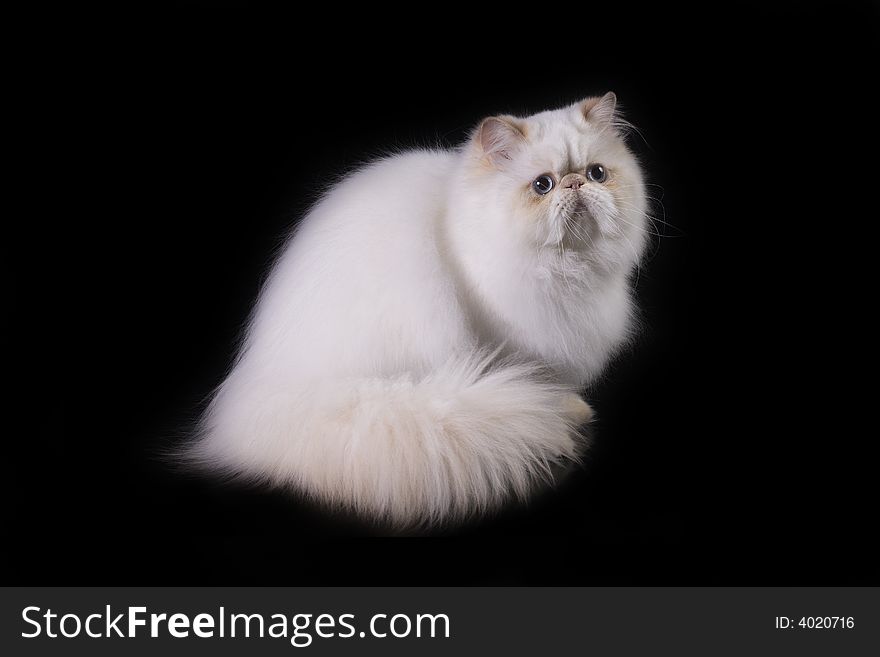 White cat with blue eyes over black. White cat with blue eyes over black