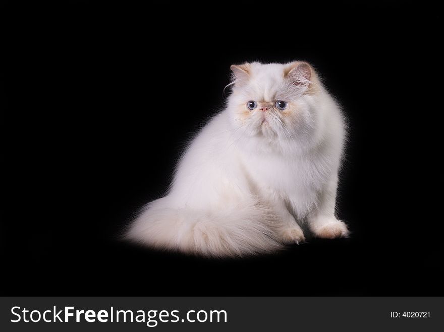 White cat with blue eyes over black