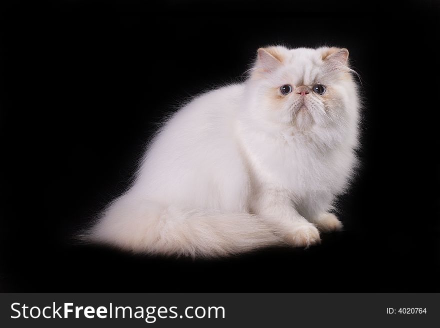 White cat with blue eyes over black