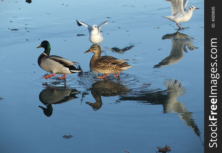 The ducks on frozen lack in park. The ducks on frozen lack in park.