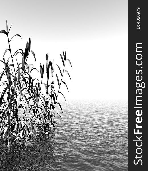 Water plants and sea - digital artwork.( Black-and-white)