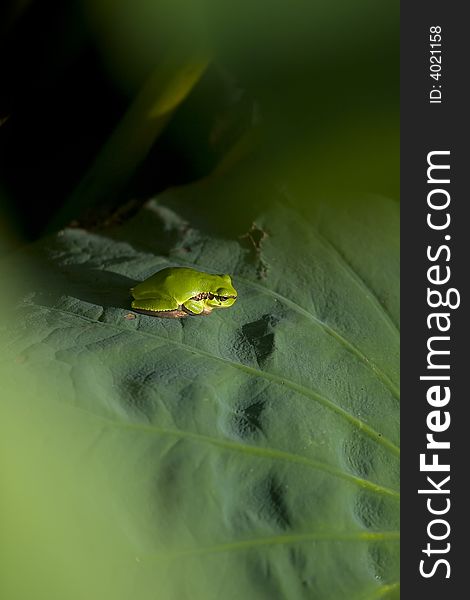 A green frog on the louts