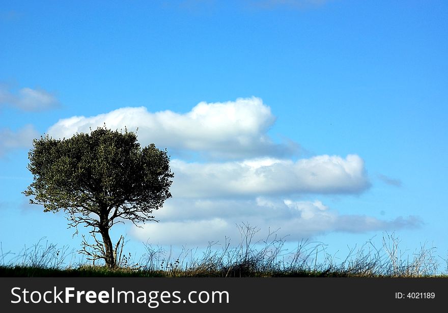 Tree in plain of Alentejo region, Portugal. Tree in plain of Alentejo region, Portugal.