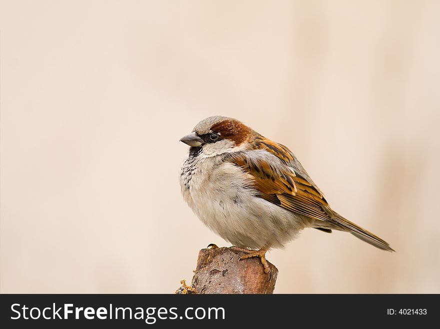 House sparrow on a stick