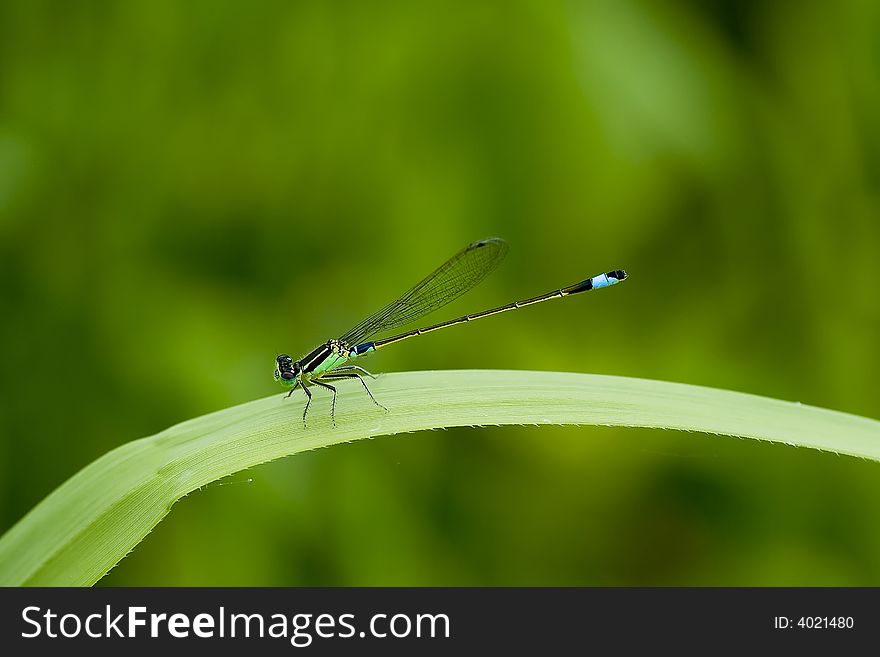 A damselfly is having a rest