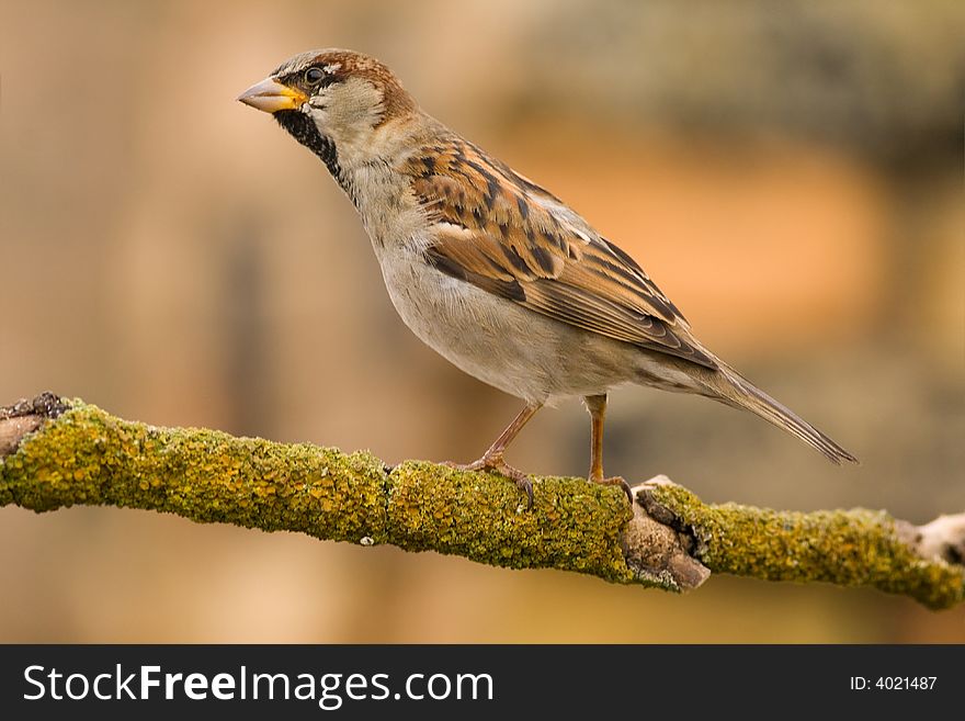 House sparrow on a stick