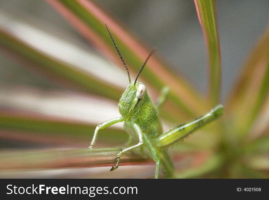 A Beautiful Grasshopper Is Take A Rest