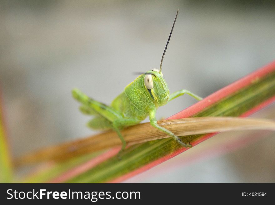 A Beautiful Grasshopper Is Take A Rest