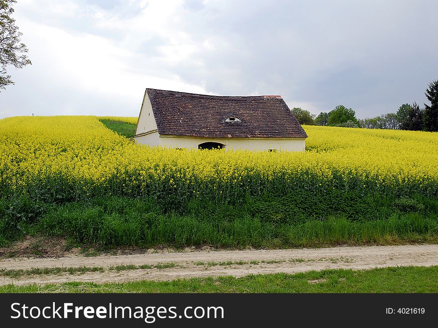 A rape field with old white house in the middle of it