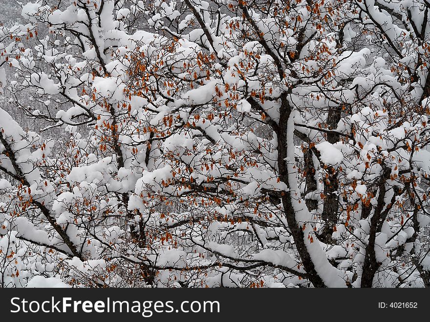 Winter tree coveerd with snow. Winter tree coveerd with snow