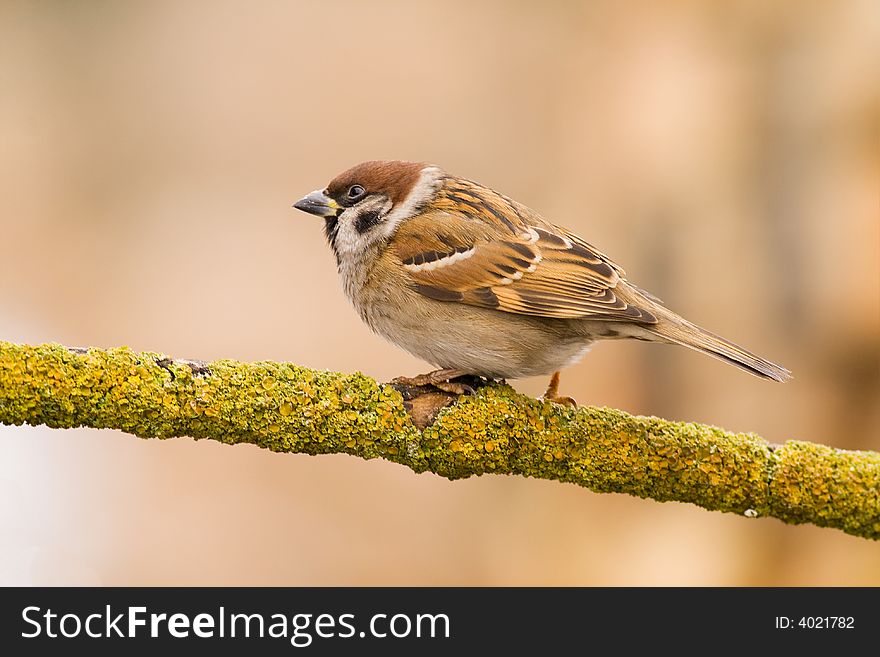 Tree sparrow (aka passer montanus) on light brown background