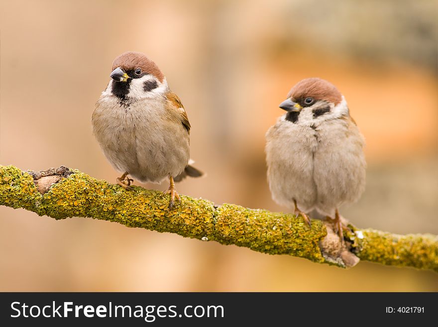 Couple tree sparrows on a stick