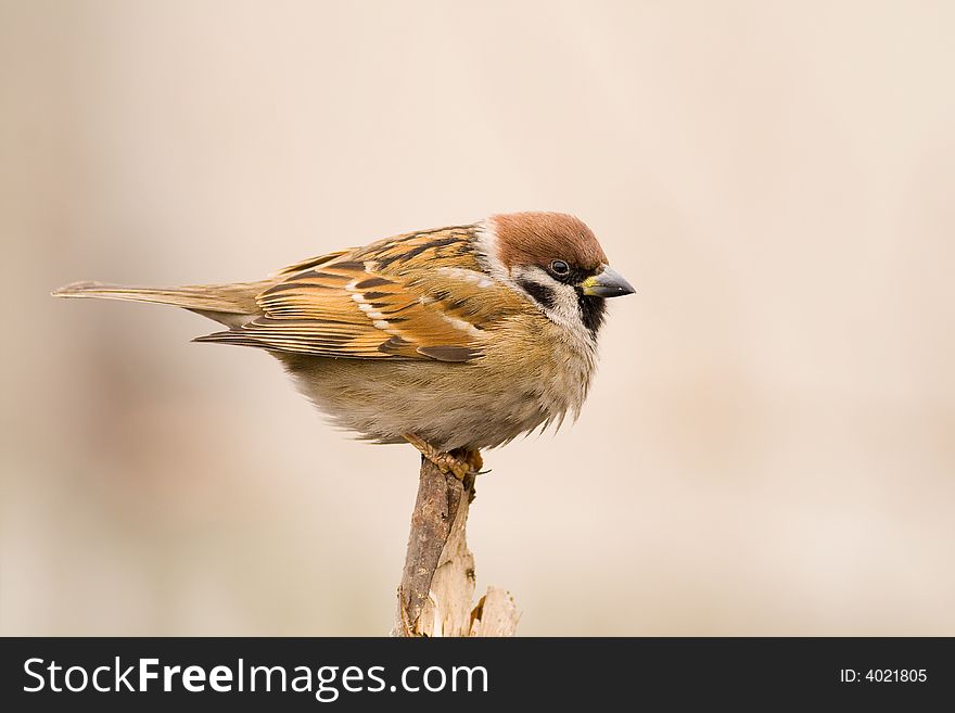 Tree sparrow (aka passer montanus) on light brown background