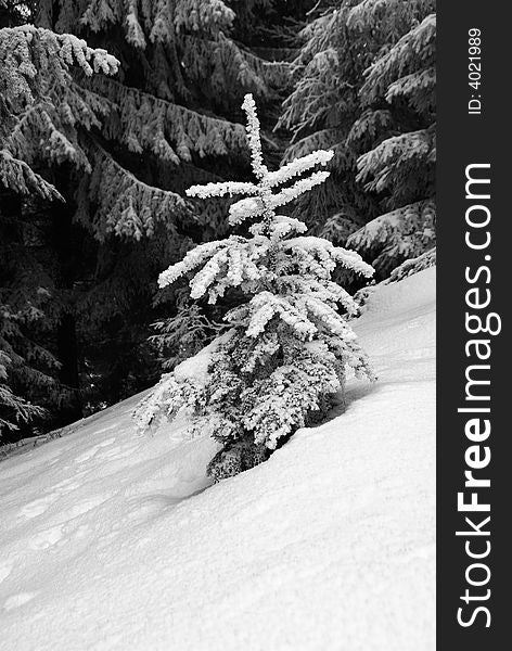 Small fir tree in winter forest, black and white photo